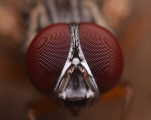 A housefly's eye in extreme close-up