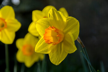 Summer flowers beautiful yellow daffodils