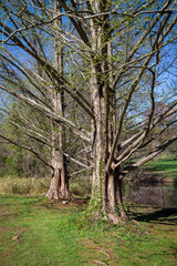 Spring Branches