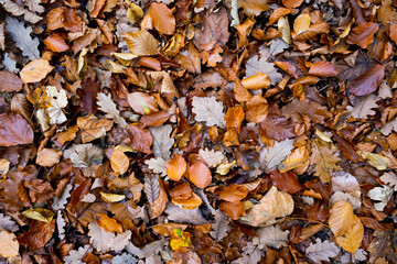 Un tapis de feuille en forêt pendant l'automne