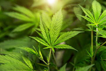 close up cannabis leaf in garden