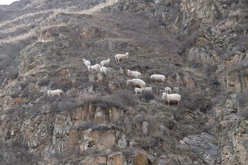 sheep climb the cliff in Ulus-Cherga 
