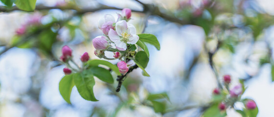 blooming apple tree, tree branches with flowers, close up blurry background