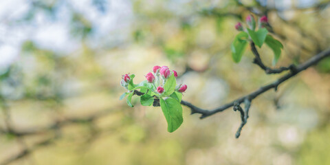 blooming apple tree, tree branches with flowers, close up blurry background