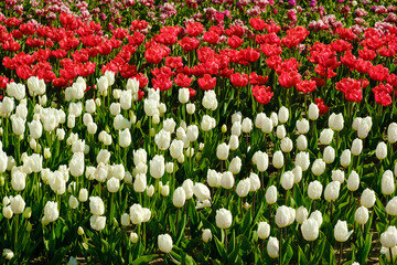 Fototapeta premium white and red tulips in spring park