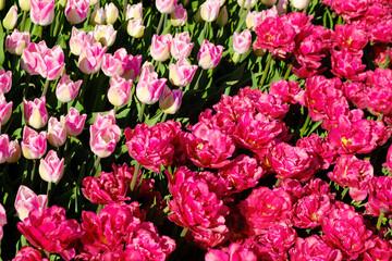 decorative spring tulips of red shade