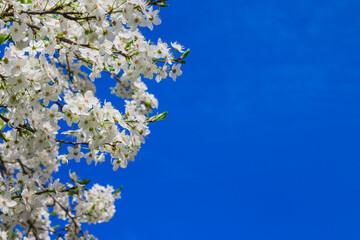 Spring white apple blossom against blue sky. Spring cherry blossoms on blue background for postcard or banner. Beautiful floral spring abstract background of nature