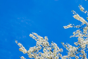 Spring white apple blossom against blue sky. Spring cherry bloss