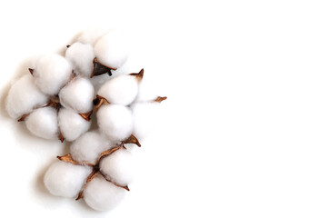 Cotton flowers on a white background. Copy space.Flat lay.
