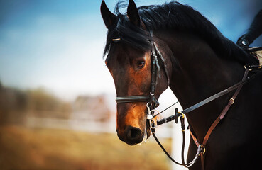 Portrait of a bay horse with a dark mane, a bridle on the muzzle and a rider in the saddle, which galloping against the background of a cloudy sky. Equestrian sports. Horse riding.