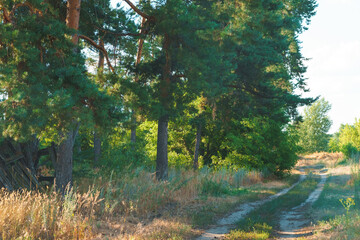 Foliar and coniferous trees in summer forest.