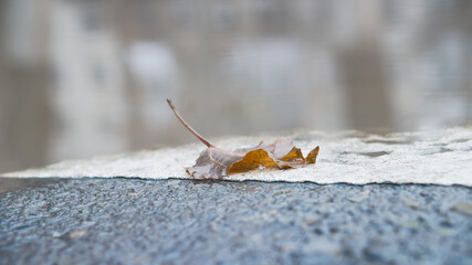 Wet asphalt after rain close up, soft selective focus. Autumn urban landscape. Loneliness and solitude concept.