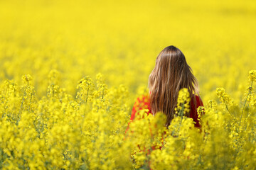Naklejka na ściany i meble Back view of woman walking in a yellow field