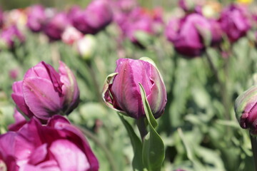 Purple tulips in the middle of the tulip of your field. Amazing purple tulip flowers blooming in a tulip field, against the background of blurry tulip flowers in the sunset light.