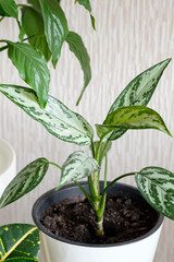 Close-up leaves of Aglaonema plant. Home plants care concept.