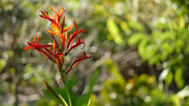 Red canna indica flower, dark green leaves, California, USA. Elegant arrowroot floral blossom. Exotic tropical jungle rainforest botanical atmosphere. Natural vivid greenery, paradise spa aesthetic.