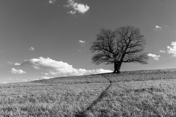 Oak tree on Straznice hill in Kozlovice