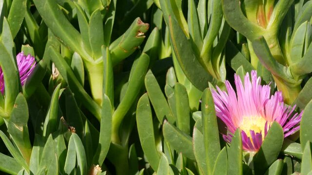 Ice plant succulent gardening in California, USA. Home garden design. Natural botanical ornamental mexican houseplants and flowers, arid desert floriculture. Calm atmosphere. Sour or hottentot fig.