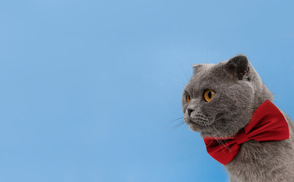 British shorthair cat with a red bow tie on his neck on a blue background. The cat looks to the center of the copy space. Cat banner, web header template, simple website design for advertising. mockup