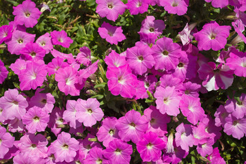 Flowers purple pink petunias, grow a lot in the garden