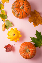 Autumn ripe pumpkins on a pink background, still life on Thanksgiving day, top view