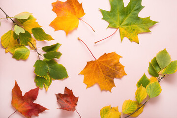 Autumn colored bright leaves, top view, flat lay