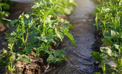 Streams of water flow between rows of potato bushes. Growing crops in early spring using...