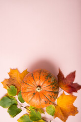 Autumn ripe pumpkins on a pink background, still life on Thanksgiving day, top view, flat lay