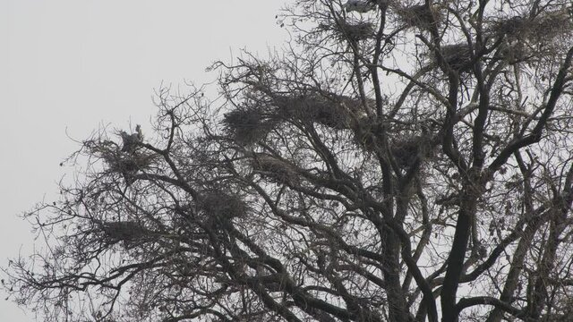 Heron on the tree in winter. Slow motion 4K
