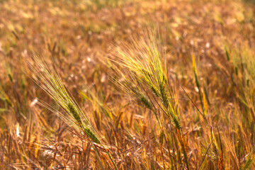 Harvesting. Ripe wheat fields with flowers close-up