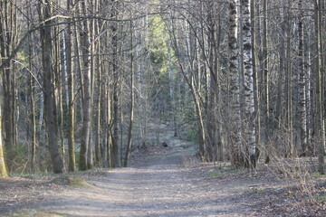 Obraz premium path in the woods