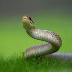Upright Aesculapian snake (Zamenis longissimus) in a protective position, photographed on fresh green grass