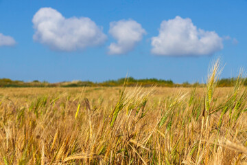 Harvesting. Fields of ripe wheat against of blue sky with clouds