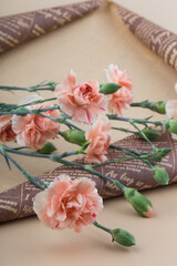 Beautiful fresh blooming orange color tender carnations isolated.