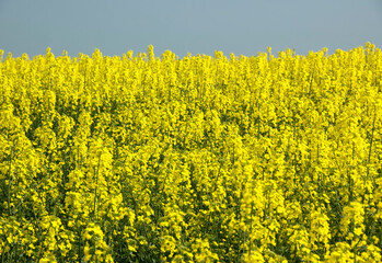 Colza field (Brassica rapa oleifera)