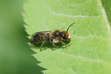 Closeup of a male of the large scissor bee, Chelostoma florisomne , which specializes on collecting pollen only from  buttercup flowers, Ranunculus
