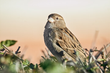 Spatz im Sonnenschein