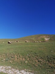 Fototapeta na wymiar sheep and shepherd in the high mountains