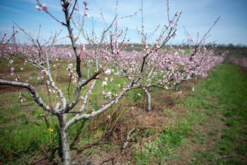 Blooming peach orchard. 