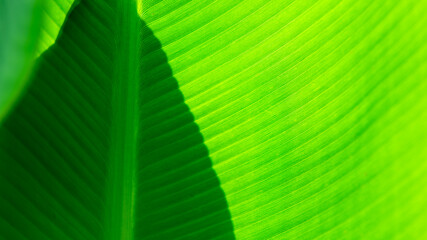 Closeup nature view of Banana Green leaf in garden at summer under sunlight. Natural green plants landscape using as a background or wallpaper.