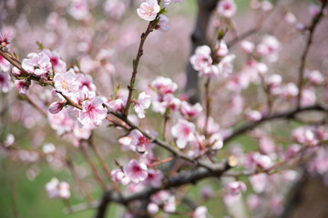 Blooming peach orchard. 
