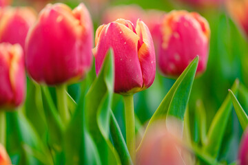 buds of red tulip on a background of green stems