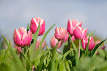 blooming red tulips against the sky