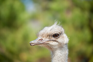 face of an ostrich close up, on a green background