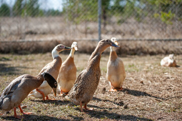 a herd of ducks looking for food