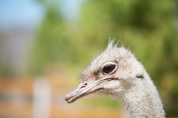 Ostrich head with closed mouth on summer green background, close up