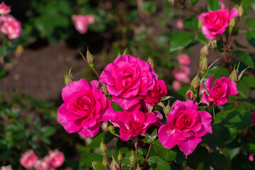 色鮮やかなピンク色のバラの花