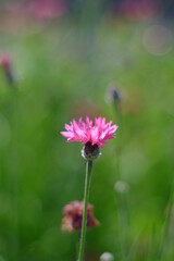 Obraz premium 矢車草