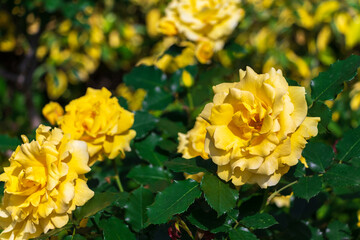 黄色の大きなバラの花と濃い緑色の葉