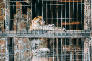 The monkey is sitting on a tree stump. Looks into the distance